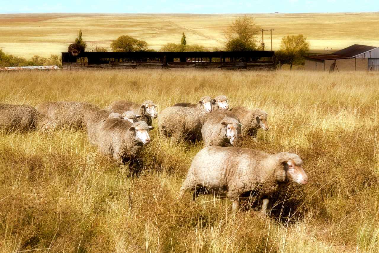 farm sheep grass free photo