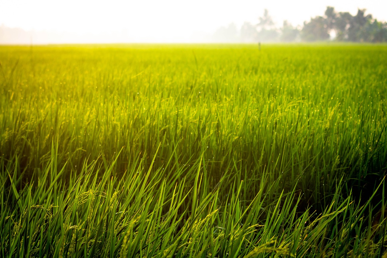 farm rice field free photo
