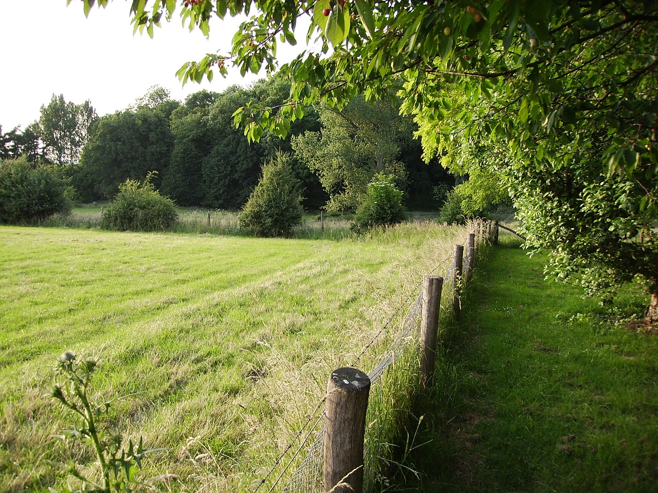 farm field about free photo