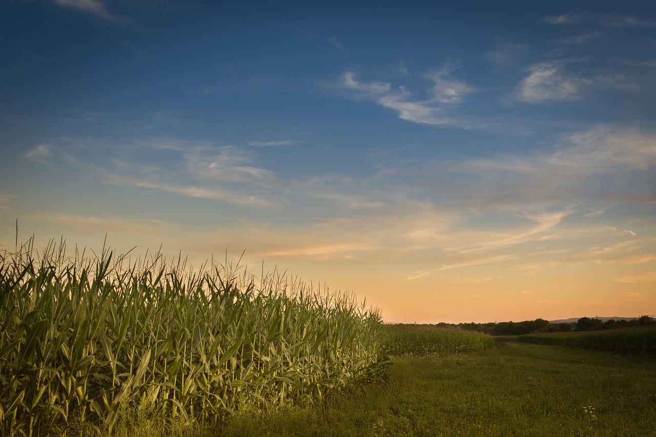 farm sunset corn free photo