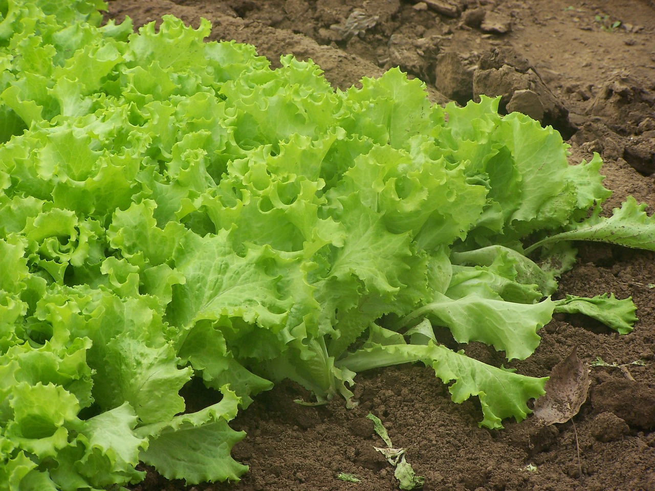 farm organic farm lettuce free photo