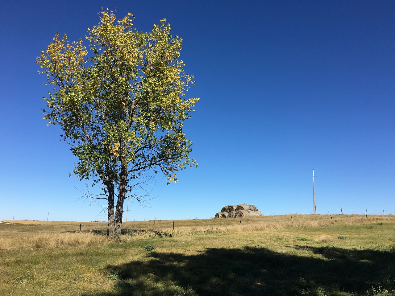 farm tree shadow free photo