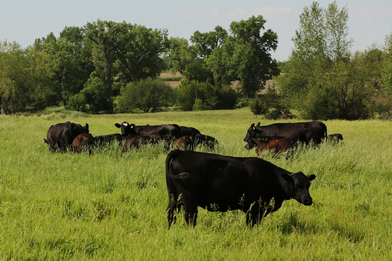 farm cattle black free photo