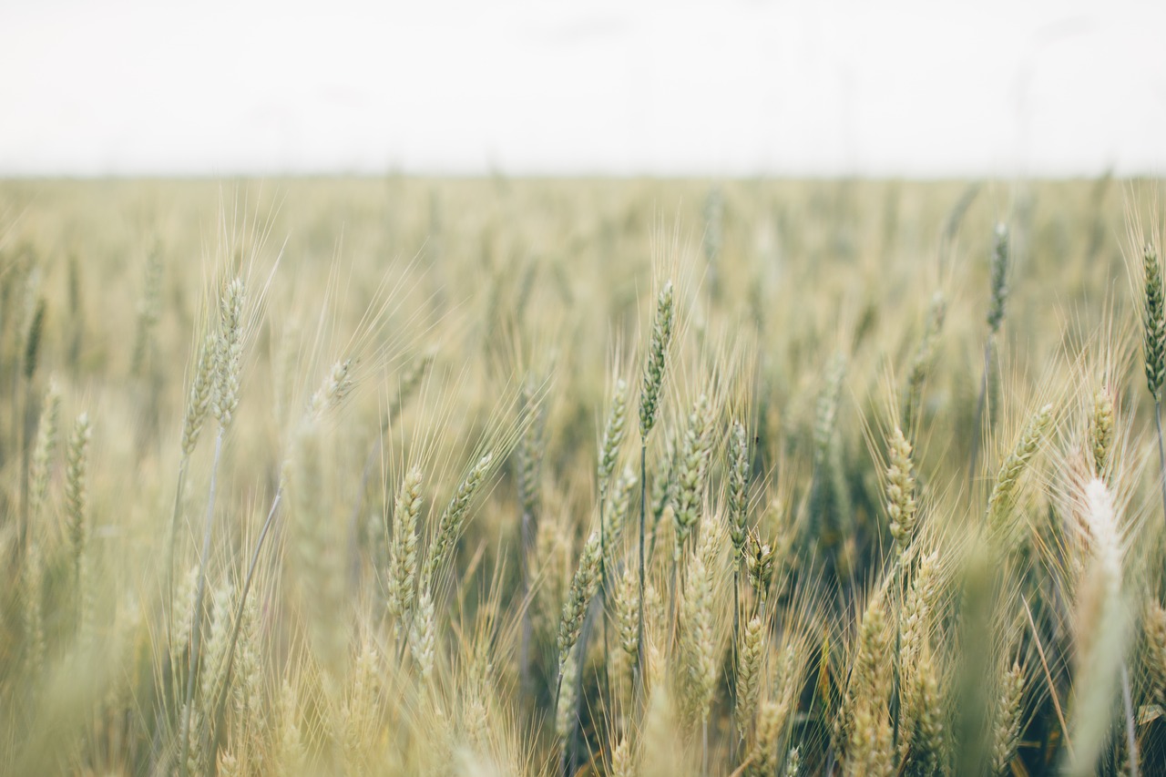 farm field grain free photo