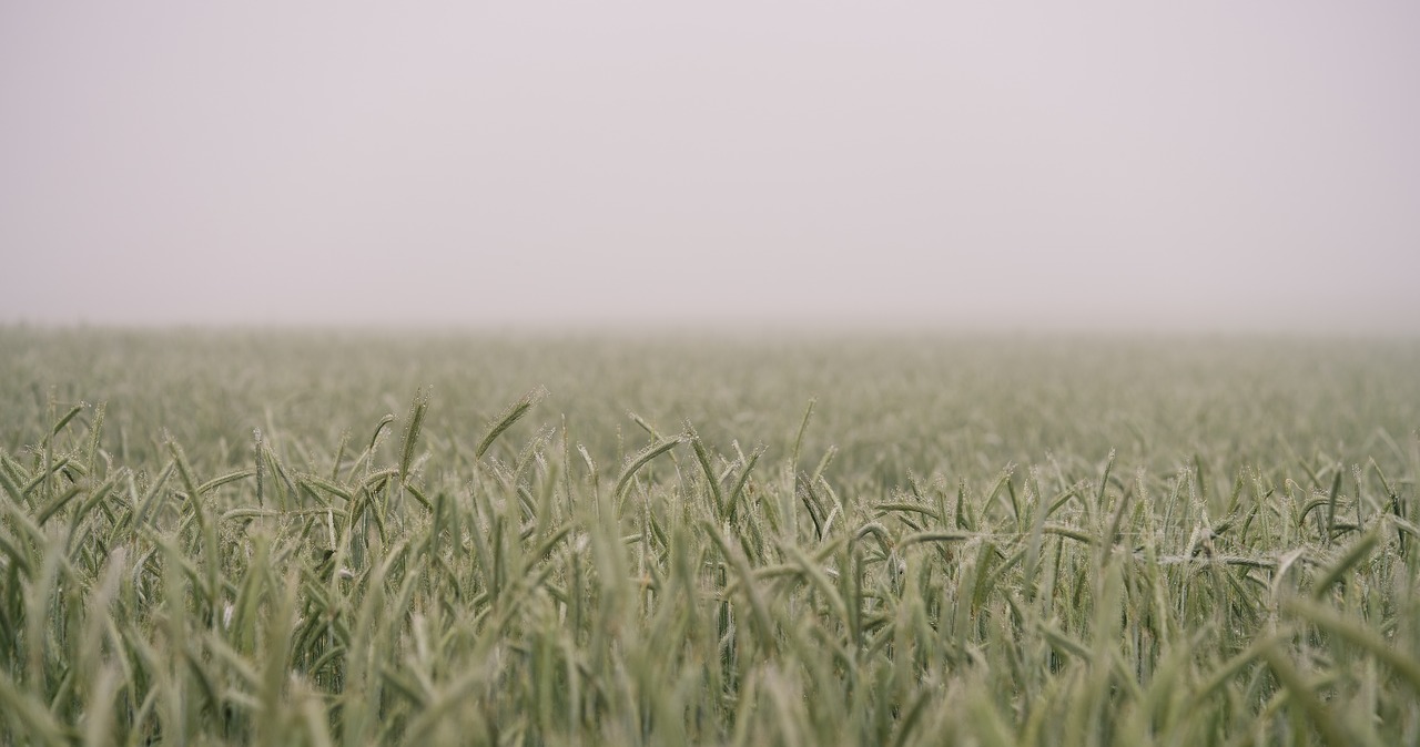 farm field grain free photo