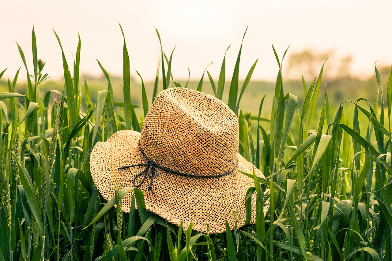 farm field grain free photo