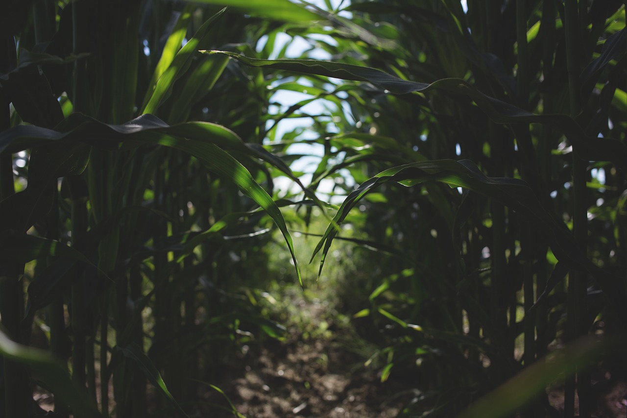 farm grass leaves free photo