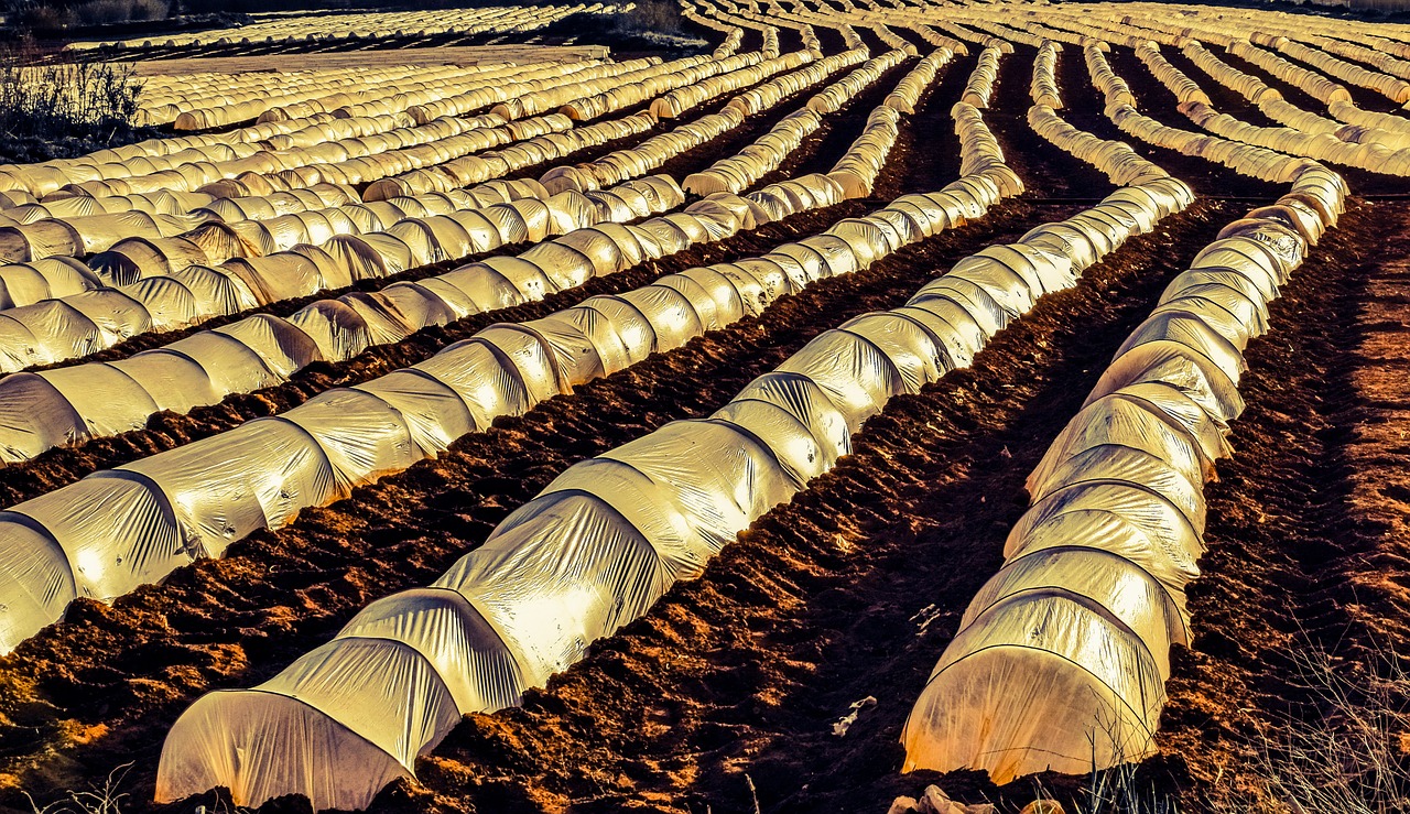 farm agriculture field free photo