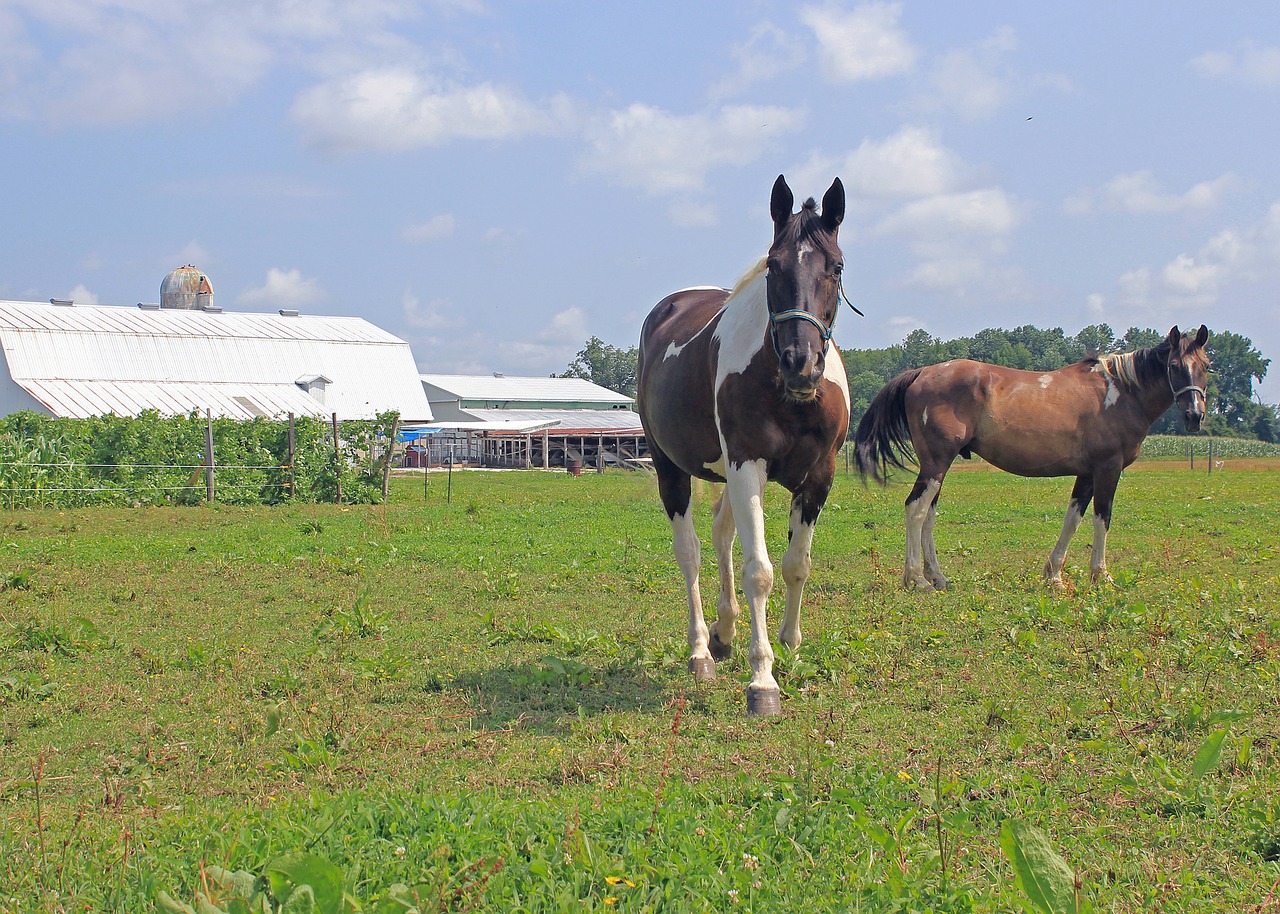 farm horses horse free photo