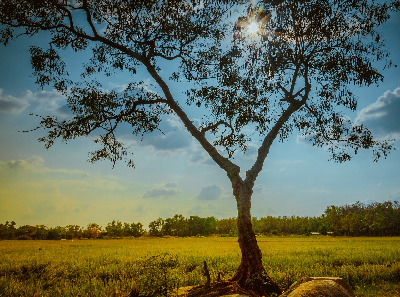 farm sunset light free photo