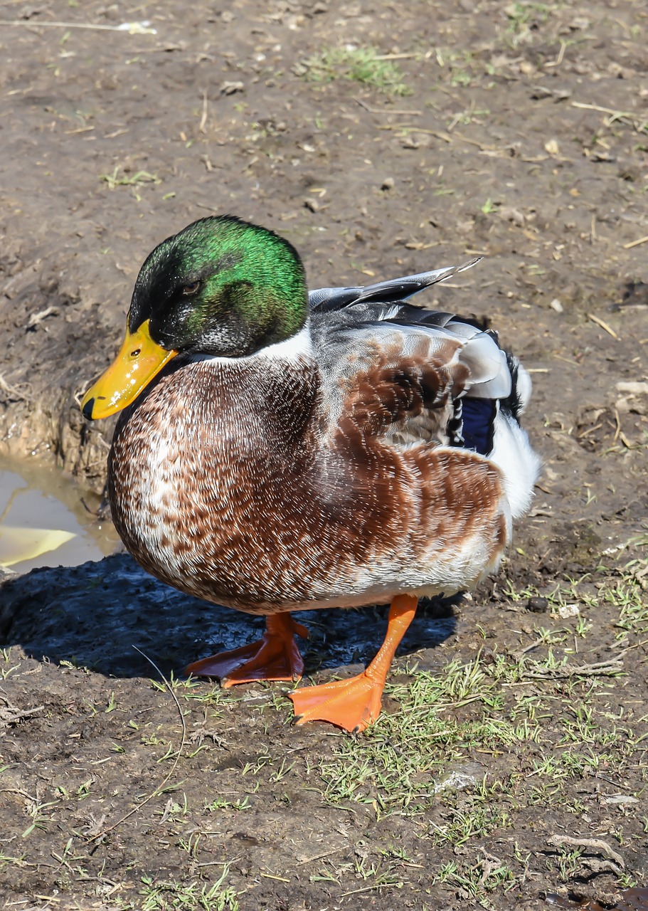 farm ducks chicken free photo