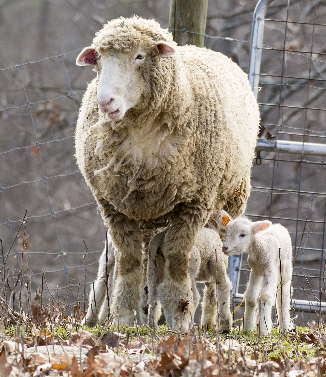 farm animal sheep free photo