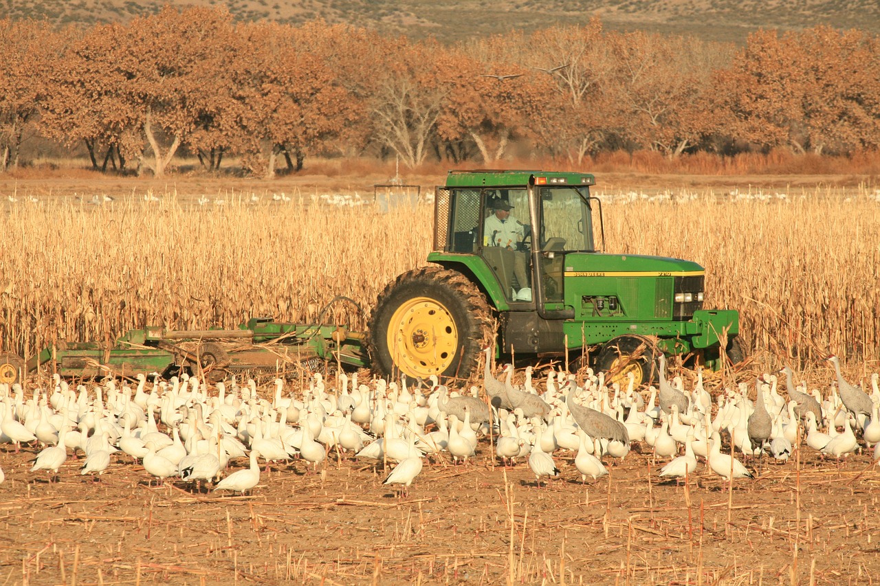 farm tractor birds free photo