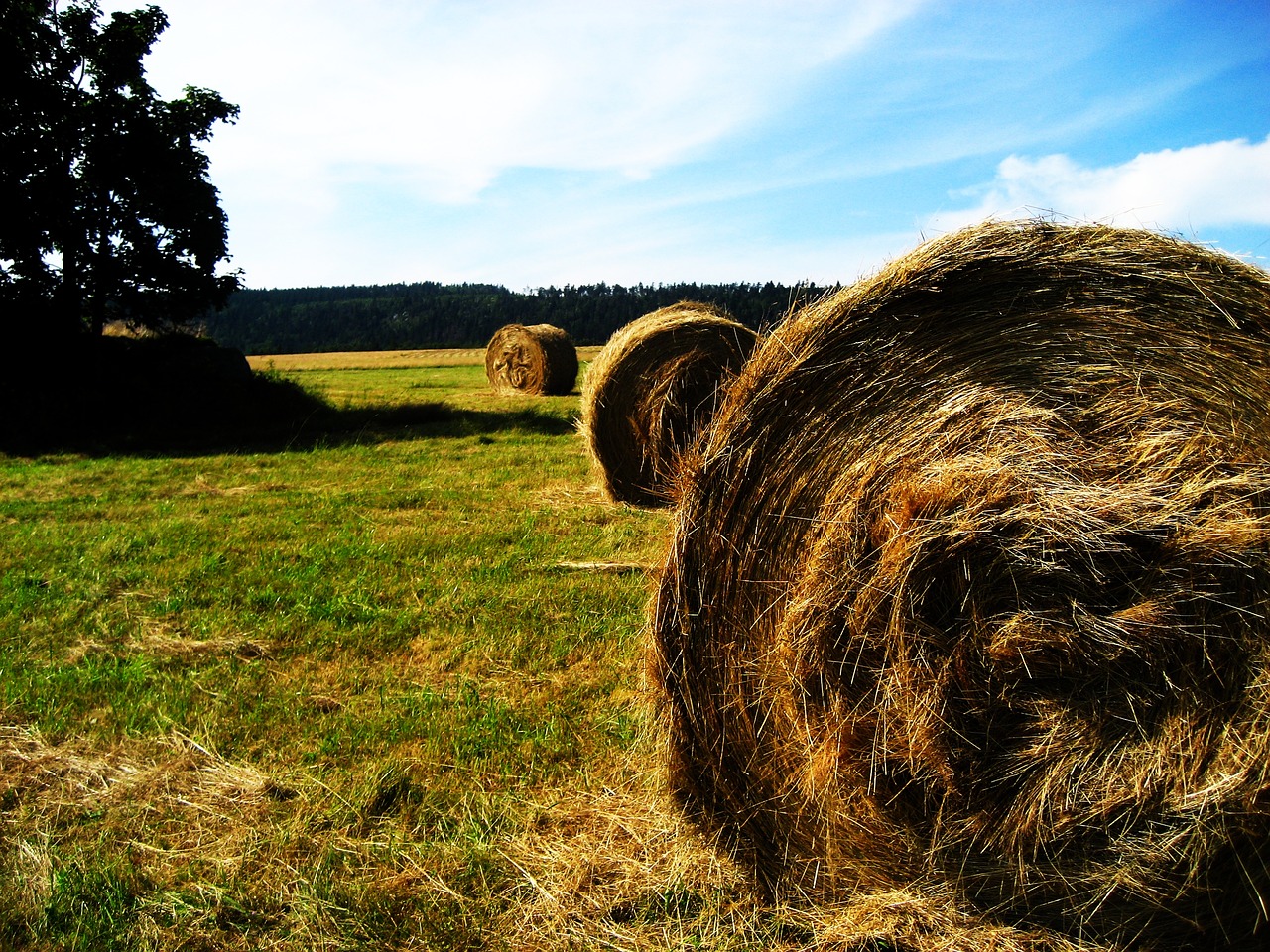 farm country agriculture free photo