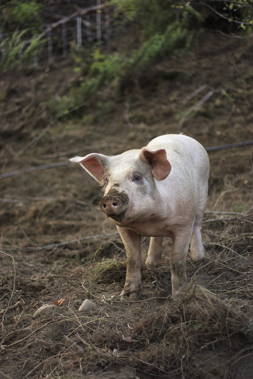 farm pig animal free photo