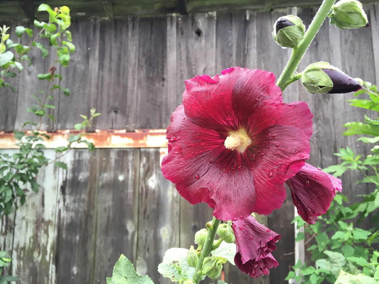 farm hollyhock flower free photo