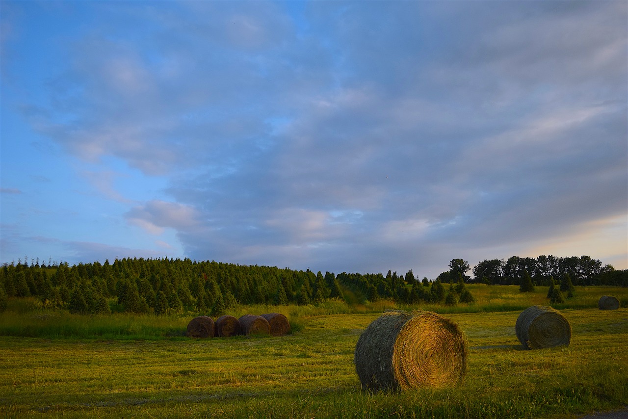 farm trees hay free photo