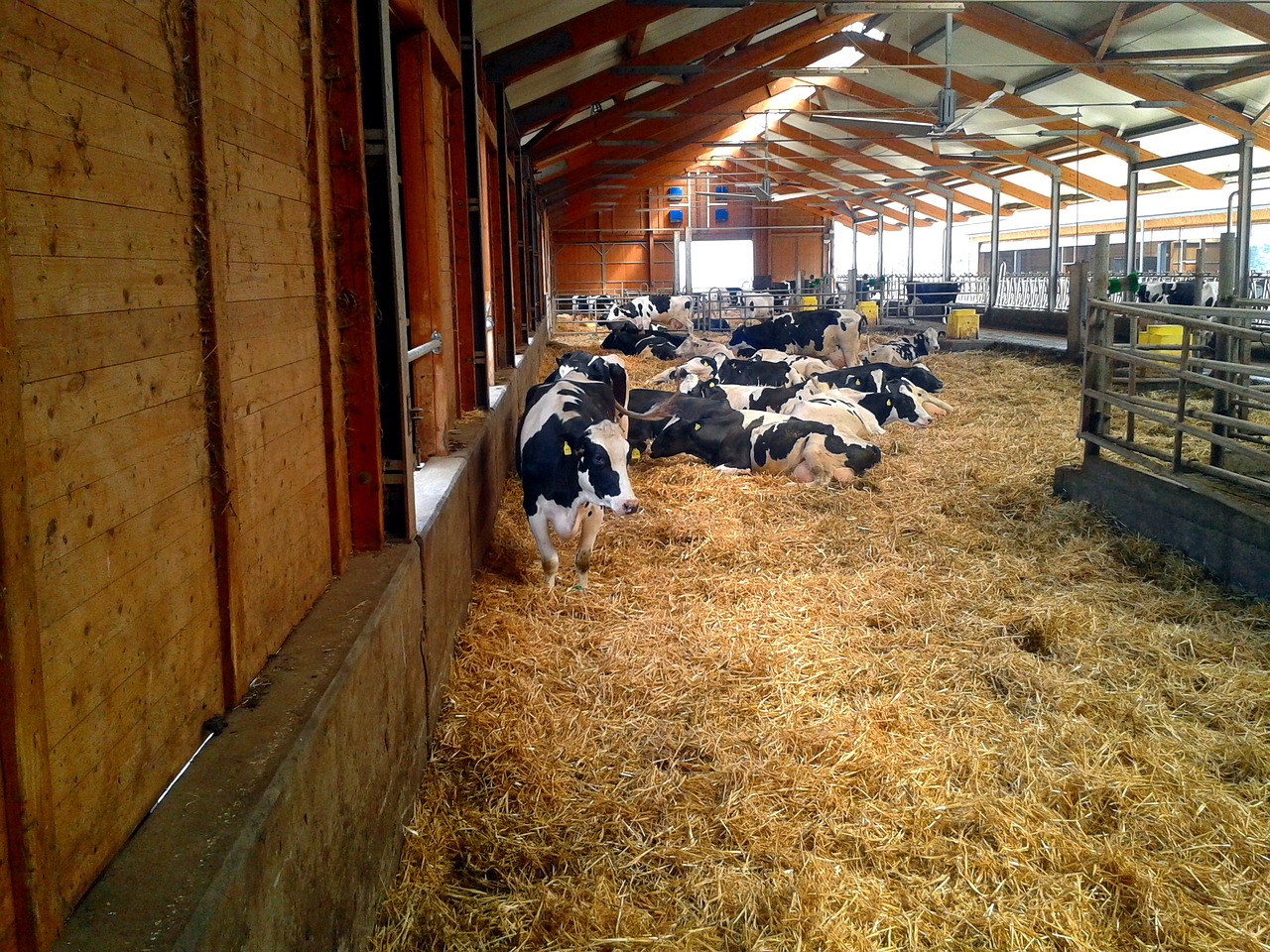 farm stall cow free photo