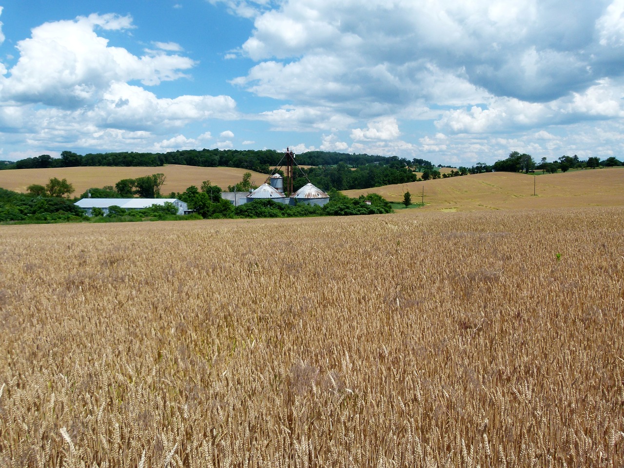 farm wheat grain free photo