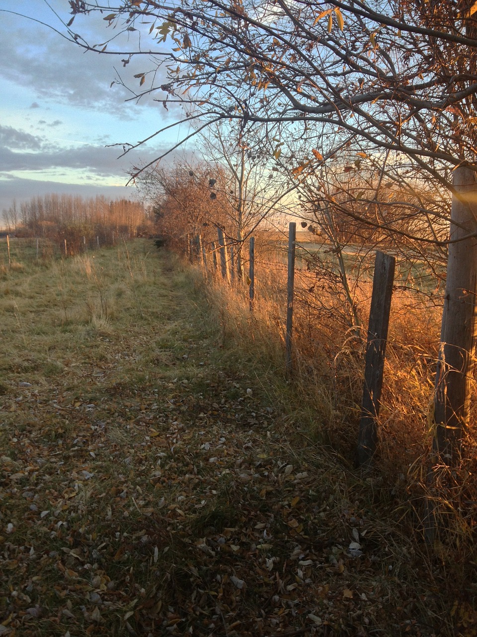 farm fence dusk free photo