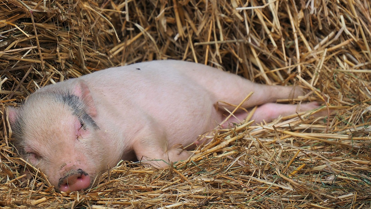 farm pig straw free photo