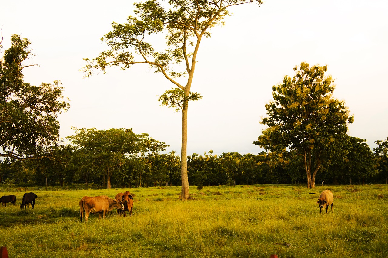 farm livestock grazing free photo