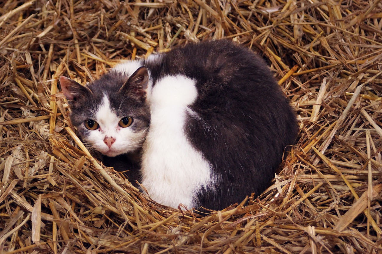 farm cat hay free photo