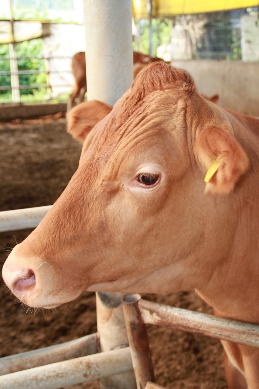 farm milk livestock free photo