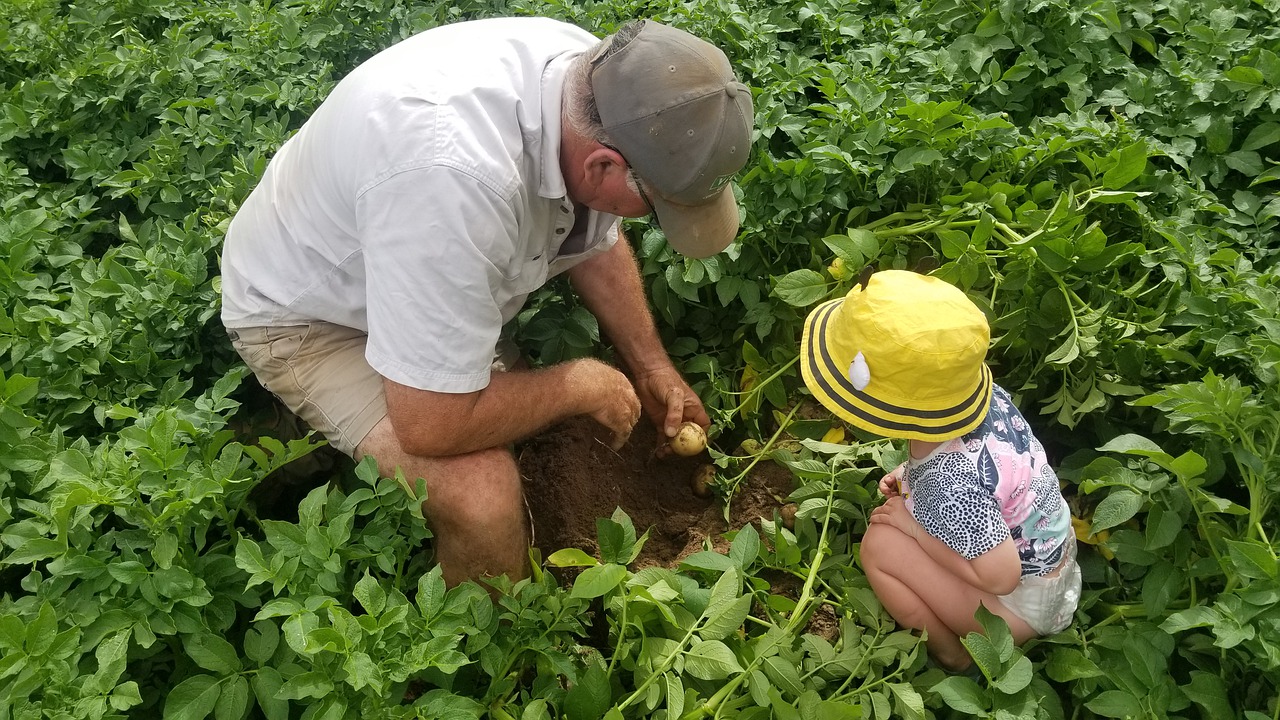 farm agriculture food free photo