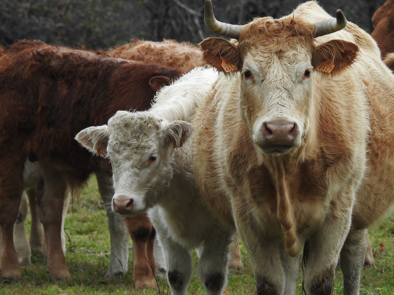 farm livestock lawn free photo