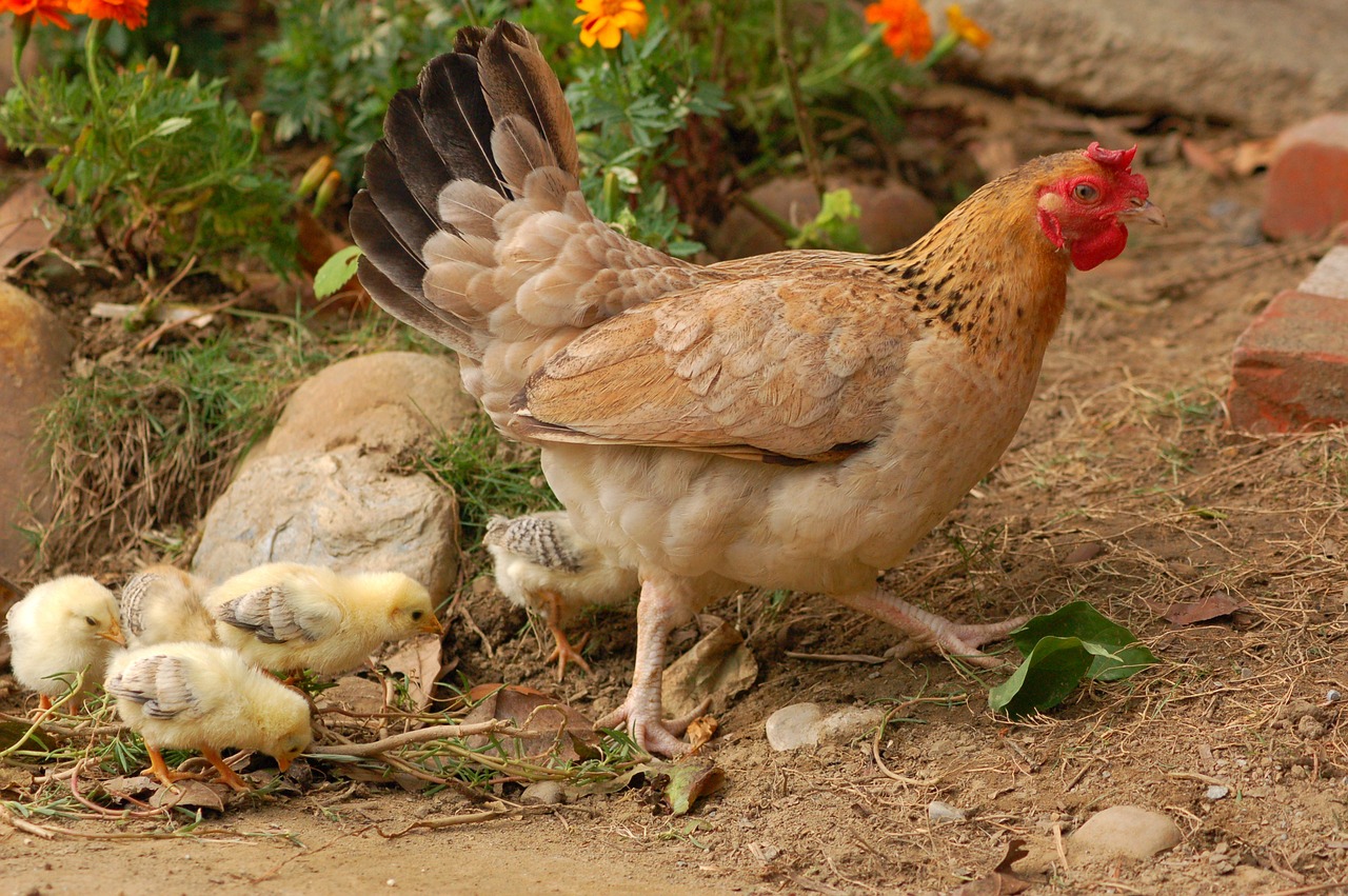 farm hen bird free photo