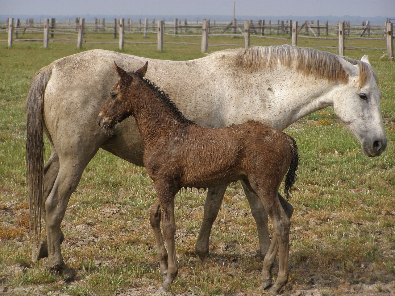 farm mare field free photo