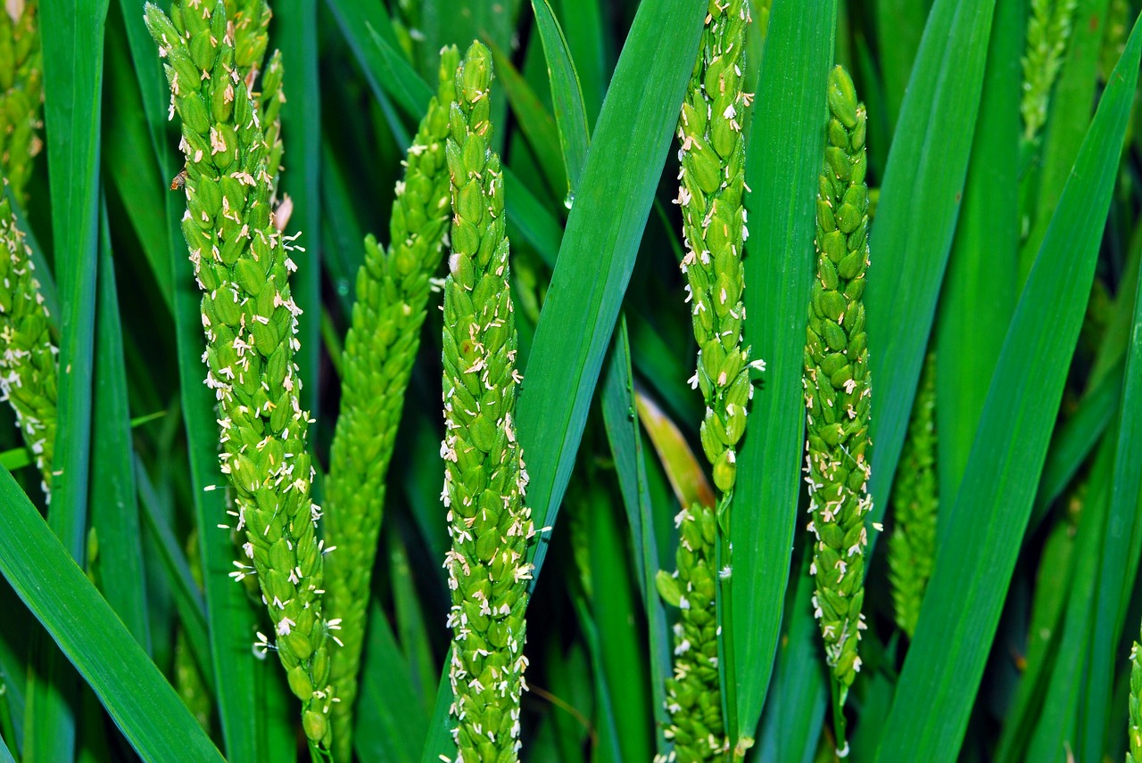 farm plant cereal free photo