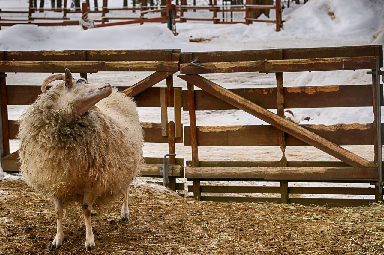 farm sheep animal free photo