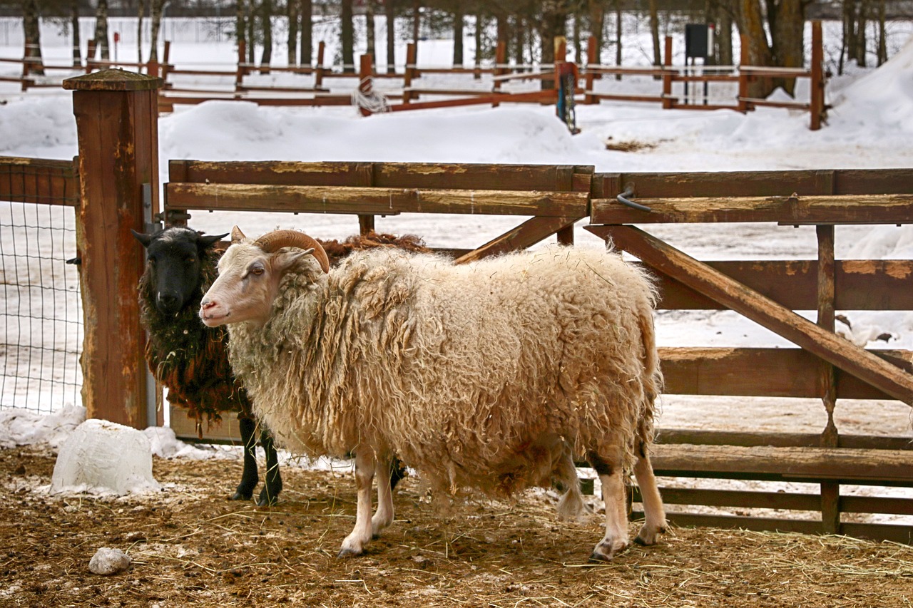 farm sheep animal free photo