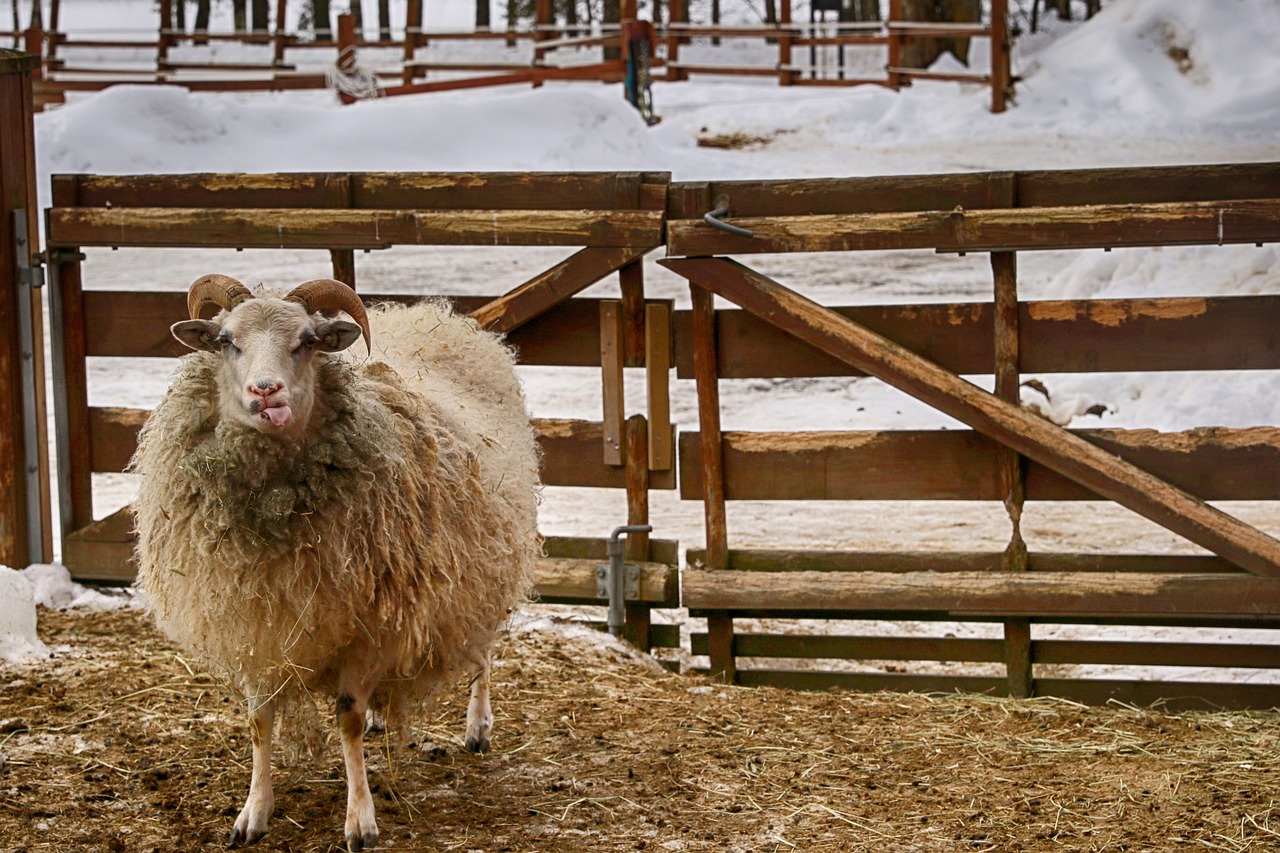 farm sheep animal free photo