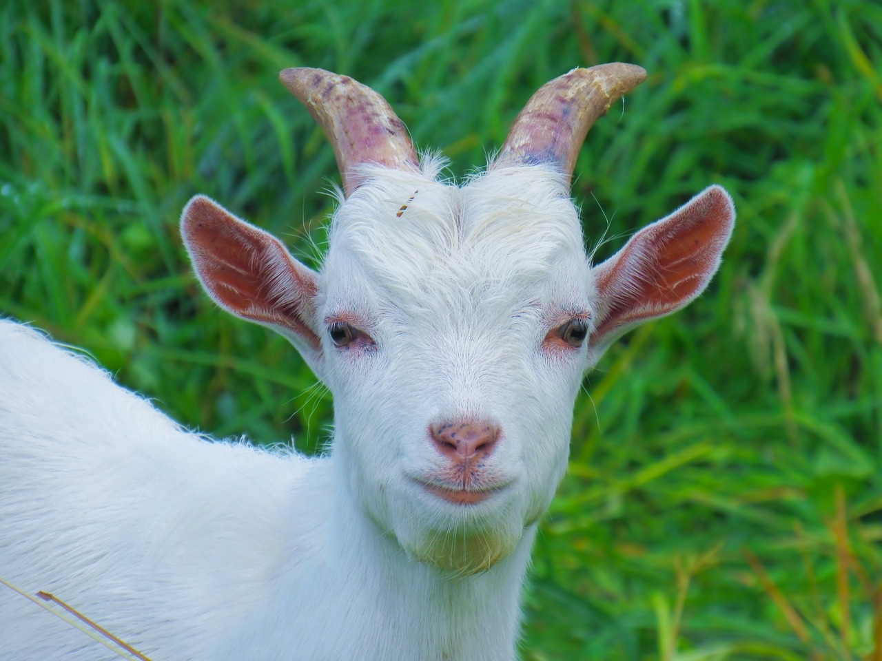 farm cute portrait free photo