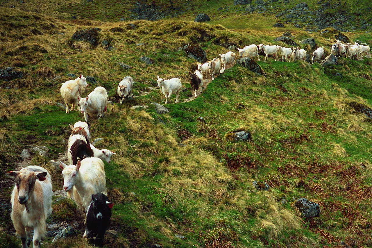 farm goat agriculture free photo