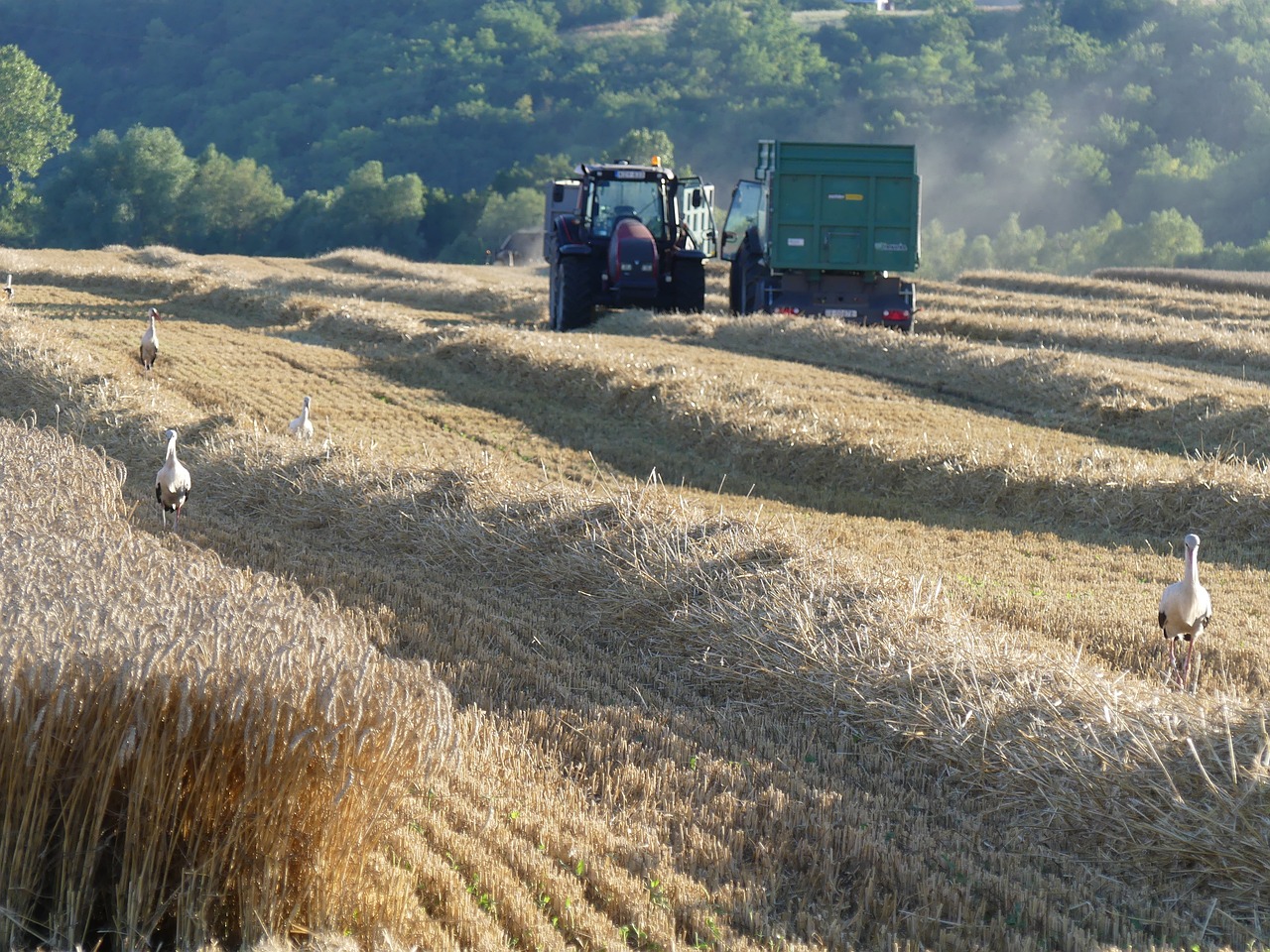 farm crop land free photo