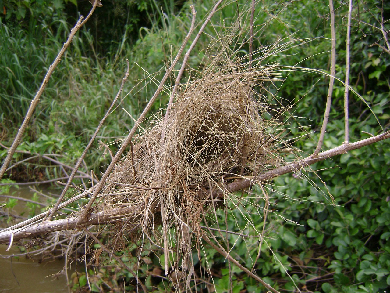 farm nest tree free photo