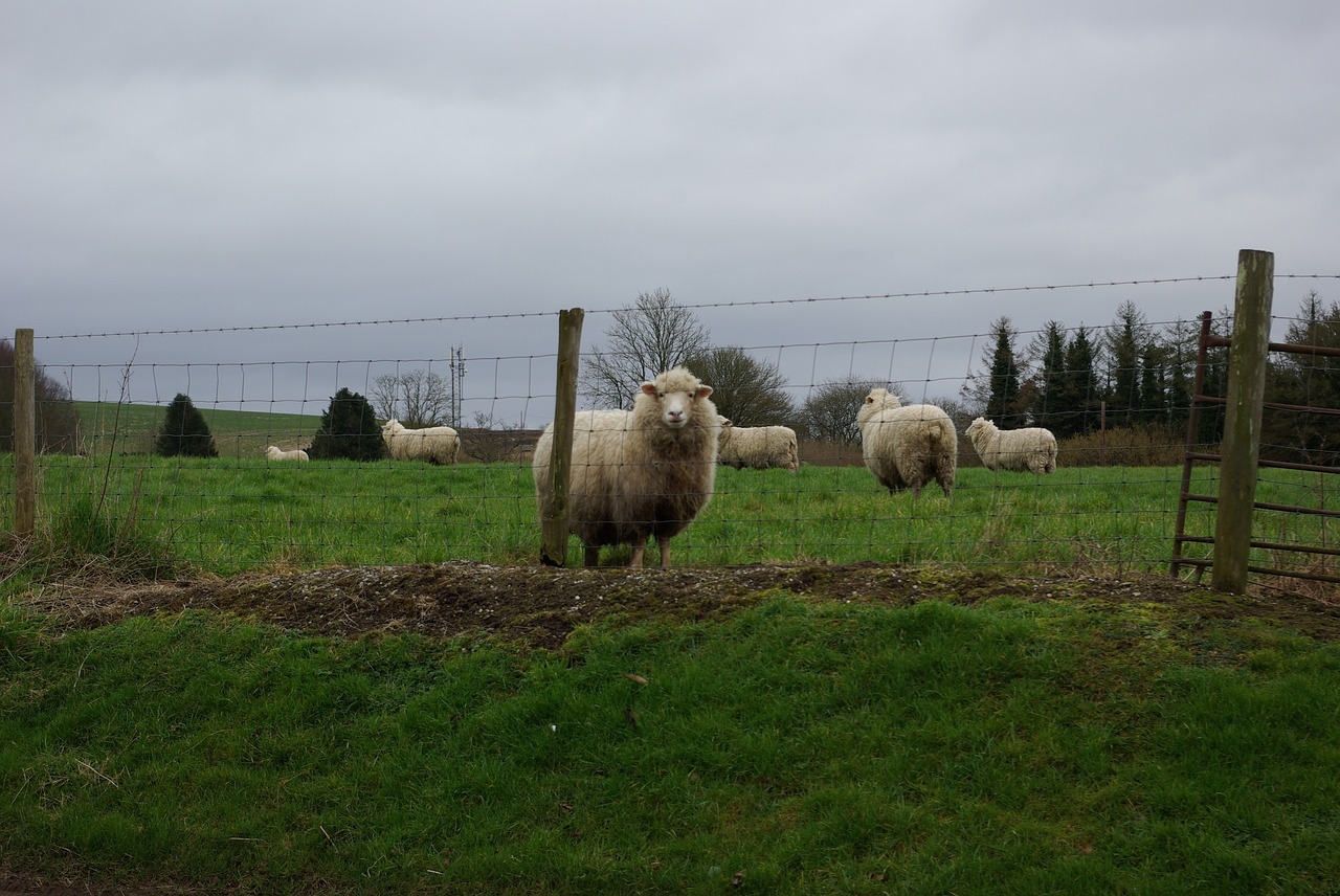 farm grass agriculture free photo