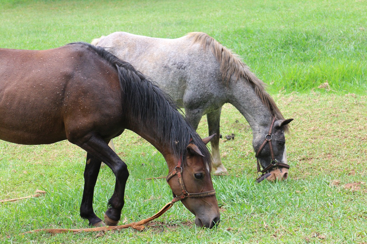 farm animal pasture free photo