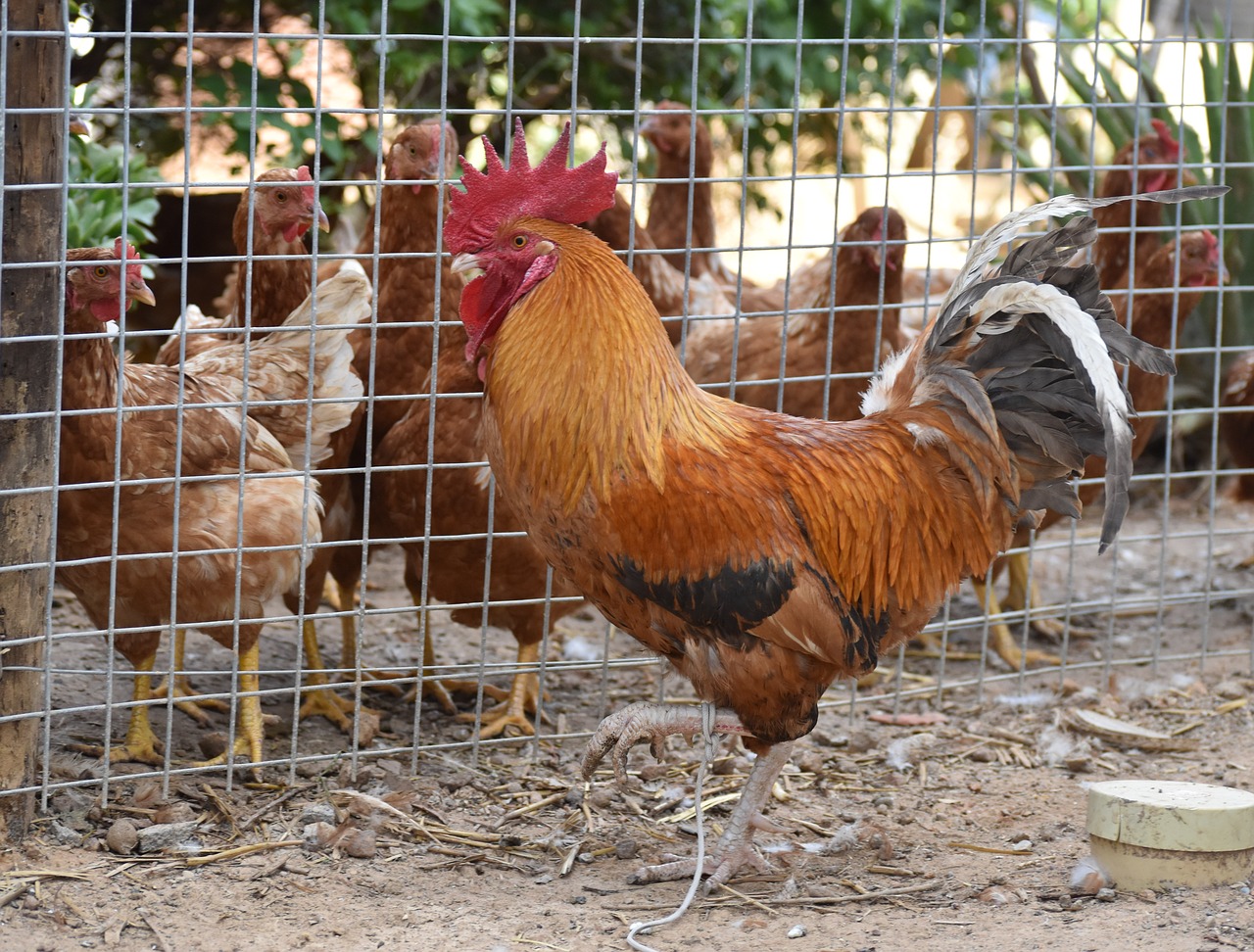 farm  poultry  bird free photo