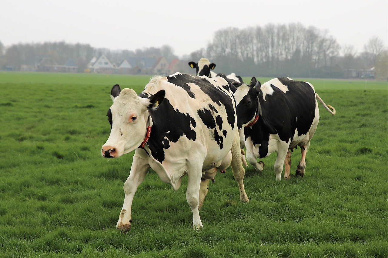 farm  cattle  cows free photo
