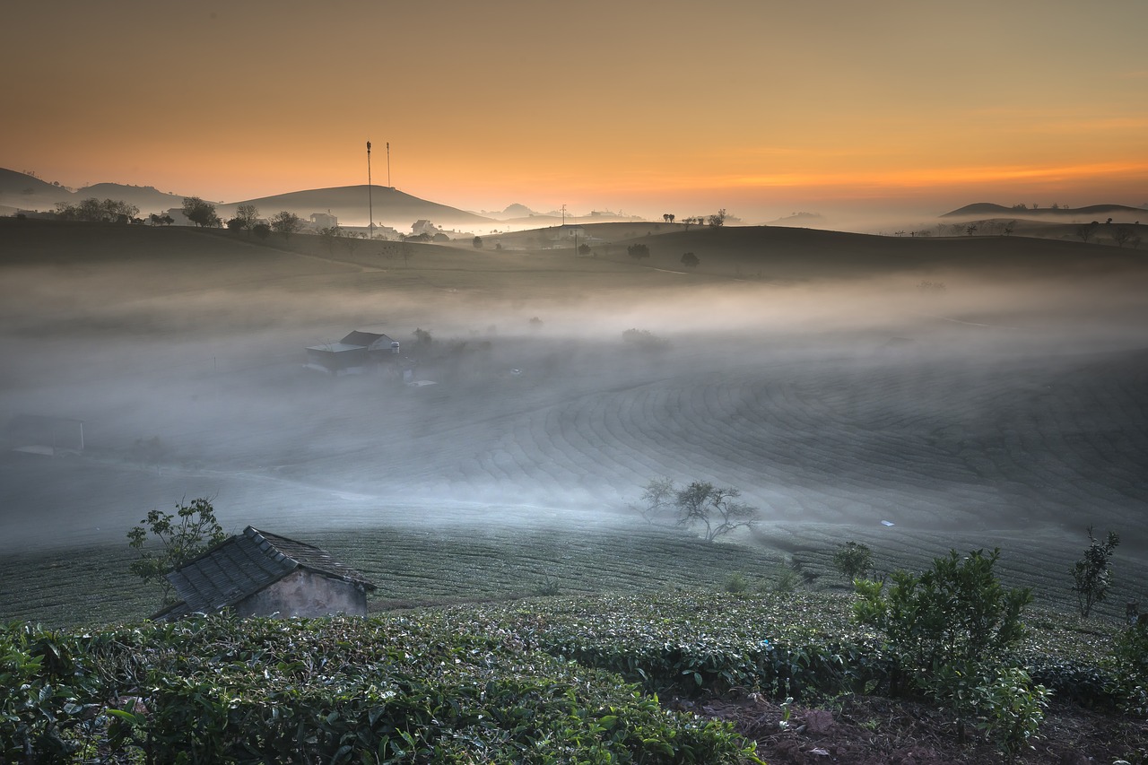 farm  the morning  tea free photo