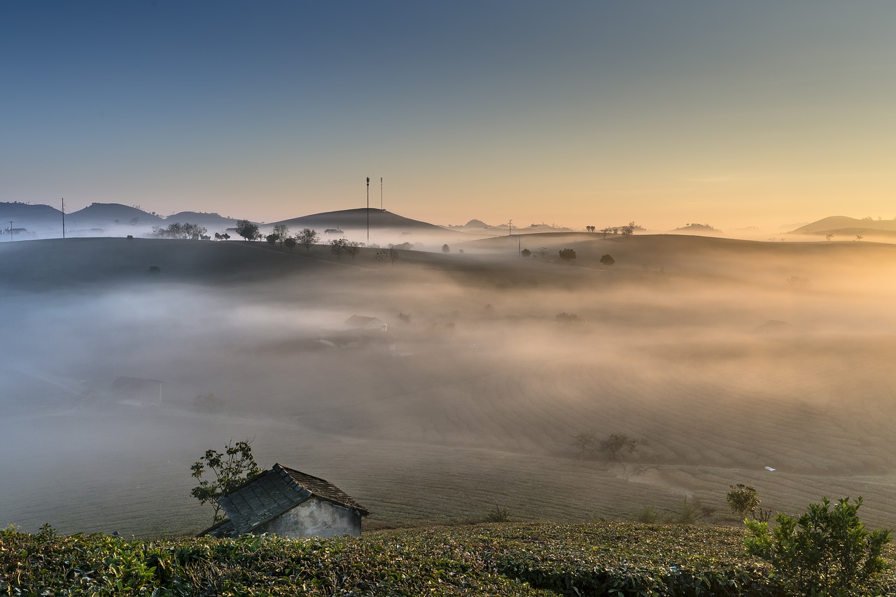 farm  the morning  tea free photo