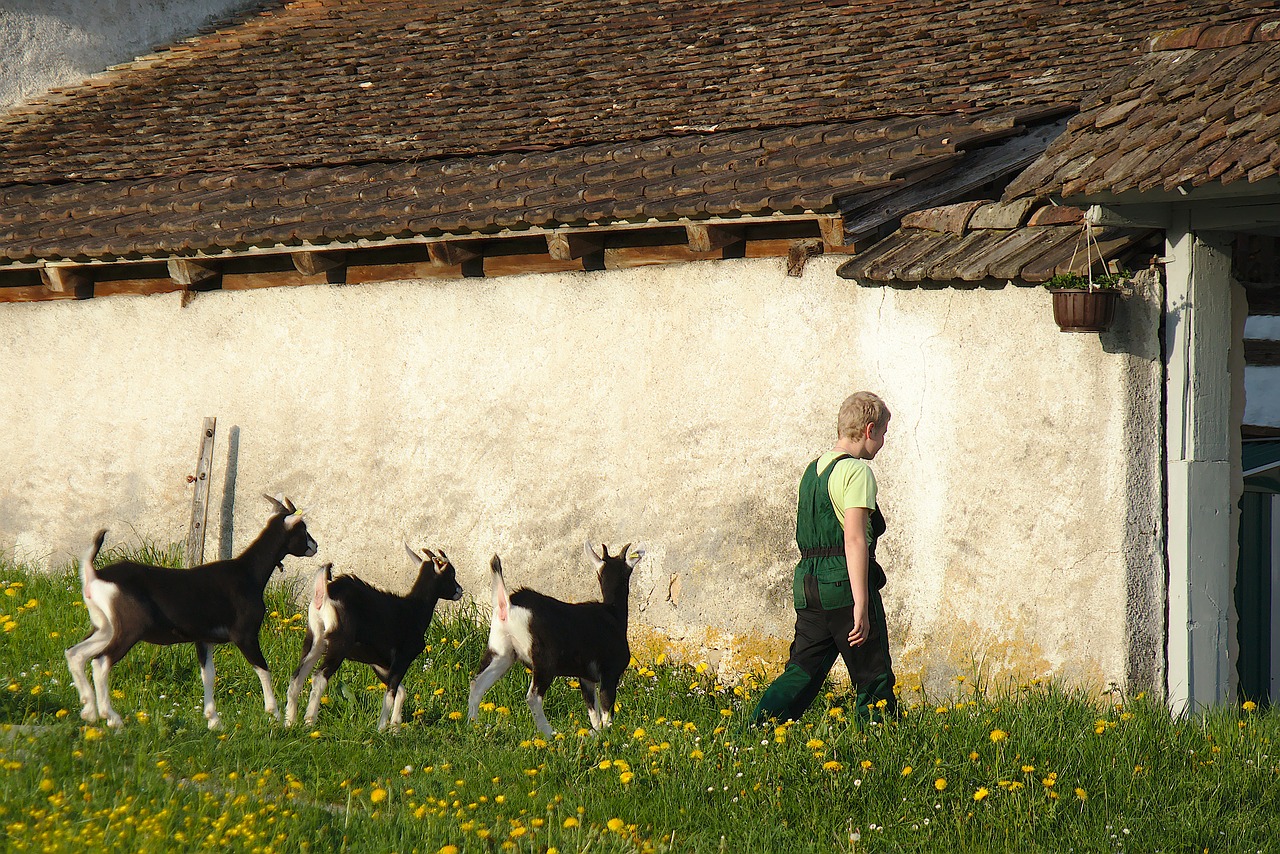 farm  goat  boy free photo