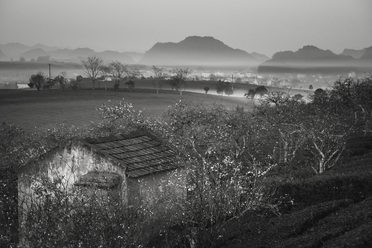 farm  the morning  sơnla free photo