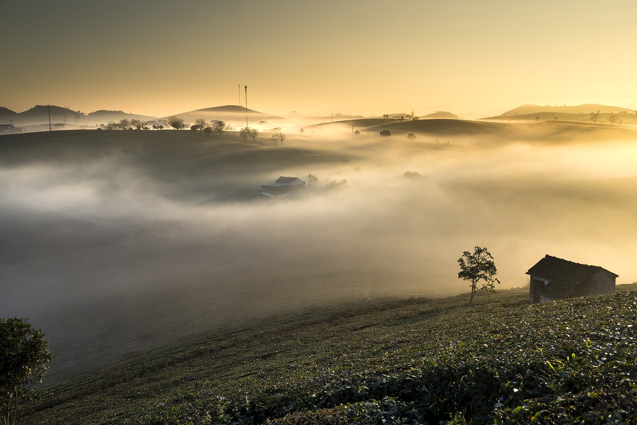 farm  the morning  sơnla free photo