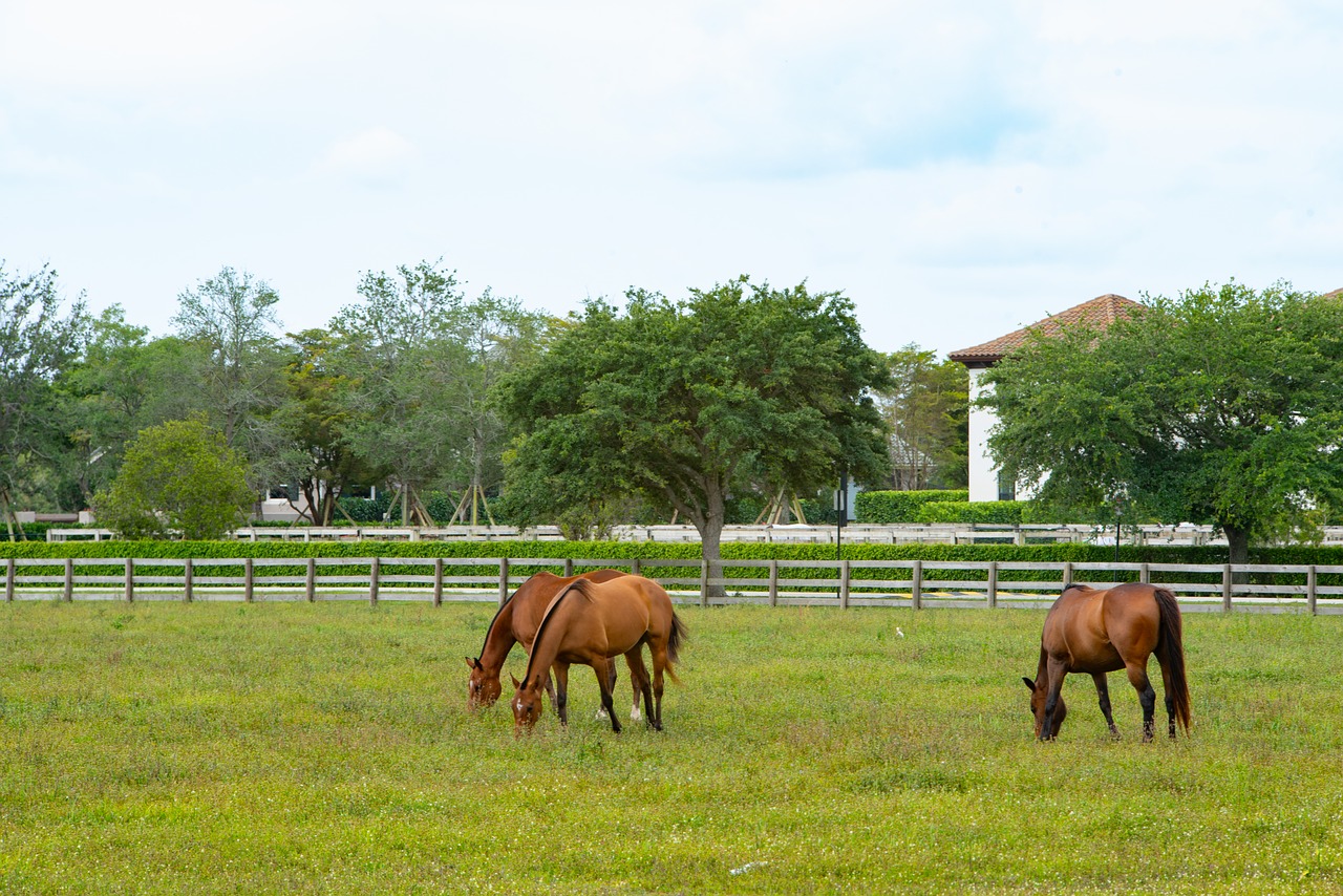 farm  hayfield  grass free photo